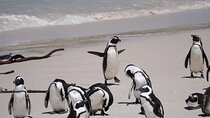 5 Days Exploring Cape Town Private Tour 
