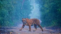 2-day Tajmahal & Fort tour with Tiger Safari from Bangalore 