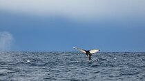 9pm Whale Watching Cruise in the Arctic Sun