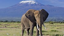 Day tour Amboseli National Park and masai village from Nairobi.