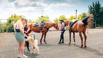 Private horseback riding experience on Vesuvius and product tasting