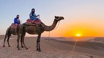 Agafay Desert Quad, Camel & Dinner with Fire Show From Marrakech