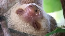 Walk and Sighting of Flora and Fauna in Manuel Antonio