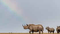 Nairobi National Park and Giraffe Centre Safari Tour