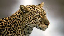 3-Day Masai Mara Budget Safari-Group Joining Tour