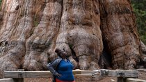 2 Days Private Tour to Sequoia and Kings Canyon Parks from LA