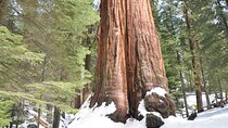 2 Days Private Tour to Sequoia and Kings Canyon Parks from LA