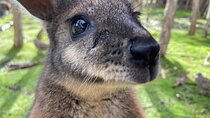 Moonlit Sanctuary and Brighton Beach Boxes Half Day Tour