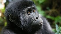 9-Day Private Safari Tour from Tanzania to Uganda
