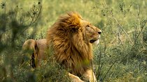 5 Day Zanzibar to Nyerere and Ruaha Luxury Safari Fly in and Out