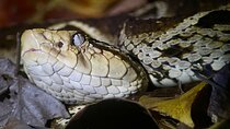 Manuel Antonio Herping Night Tour (Reptiles and Amphibians)