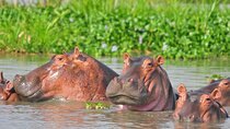 Murchison Falls 3 Day Tour with Private Transportation