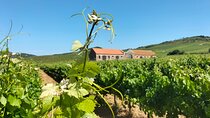 Óbidos, Mafra, Wineries and Tastings Day Private Tour from Lisbon