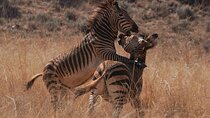 6 Day Ngorongoro and Serengeti Great Migration & Big Five safari 