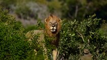 Kruger National Park. 3 Days Best Ever Safari from Cape Town