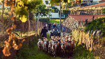 2h Quad Tour • Arcos de Valdevez • Peneda Gerês