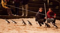 Phillip Island Penguin Parade, Wildlife and Beach Boxes Bus Tour