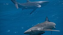 Shark Guided Diving Los Cabos