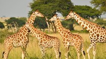Private Tour In Giraffe Centre in Nairobi