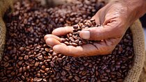 Kenyan Coffee Farm Tour