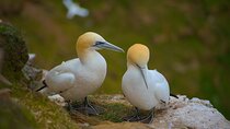 From Inverness: Whisky, Wildlife and Coasts Tour