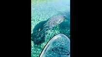 Manatees, Monkeys and Florida Natural Spring Adventure Tour 