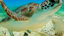 Half Day Semiprivate Snorkeling with Turtles and Majestic Cenote