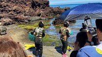 Eastern Jeju: All Inclusive Private Tour w/ Tangerine picking