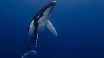 Ocean Safari Tour in Cabo San Lucas