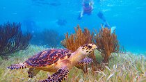 Coral Reef Snorkeling Expedition from Cancun with Beachside Lunch