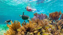 Coral Reef Snorkeling Expedition from Cancun with Beachside Lunch