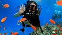 Introduction: Diving from the Reef in Sharm El Sheikh
