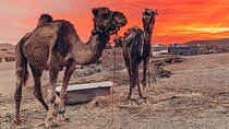Agafay Desert : Quad and camel ride