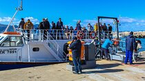 Private Return Transfer to Hermanus Whale Watching Wine Tasting + Penguins F/D 
