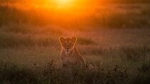 5 Day Serengeti Ngorongoro Tarangire Manyara Shared Safari Tour