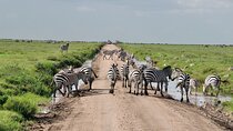 2 Days Camping Group Joining Tarangire Ngorongoro Crater Safari