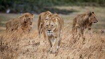 5-Day affordable Tanzania safari with extra activities