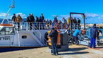 Whale Watching In Hermanus Penguins + Wine Tasting From Cape Town