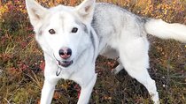 Tundra Walk with Free Running Sled Dogs