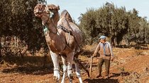 Private Vineyard Day from Marrakech Wine Tasting and City Tour