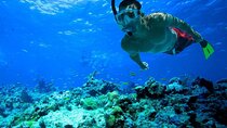 Snorkeling: Ras Mohamed & White Island With Lunch And Drinks
