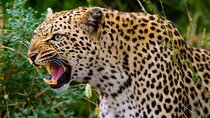 Yala National Park Privete Safari | From Hambantota Port
