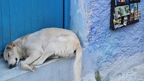 Enjoy a Free Self-Guided Tour Of Blue City Chefchaouen