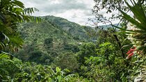 Blue Mountain Tour: A Half-Day Escape from Kingston