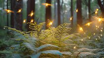 Visit of Fireflies Forest in private transport from mexico city