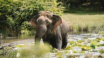 Morning Private Safari at Udawalawa National Park by La Safari inn Tours