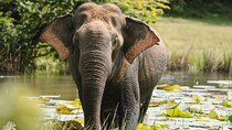 Evening Private Safari at Udawalawe National Park by Yala La Safari Tours