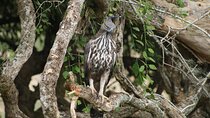 Morning Private Safari at Bundala Park by La Safari Inn Tours
