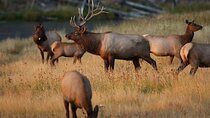 Private Tour Yellowstone CONIC Sites, Wildlife, Friendly Hikes