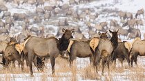 Private Tour Grand Teton National Park
